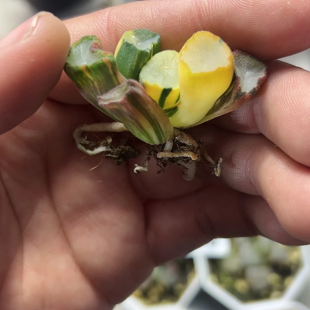 盐湖城万象锦十二卷多肉