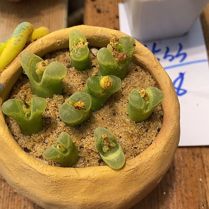 16537风铃一盆样本