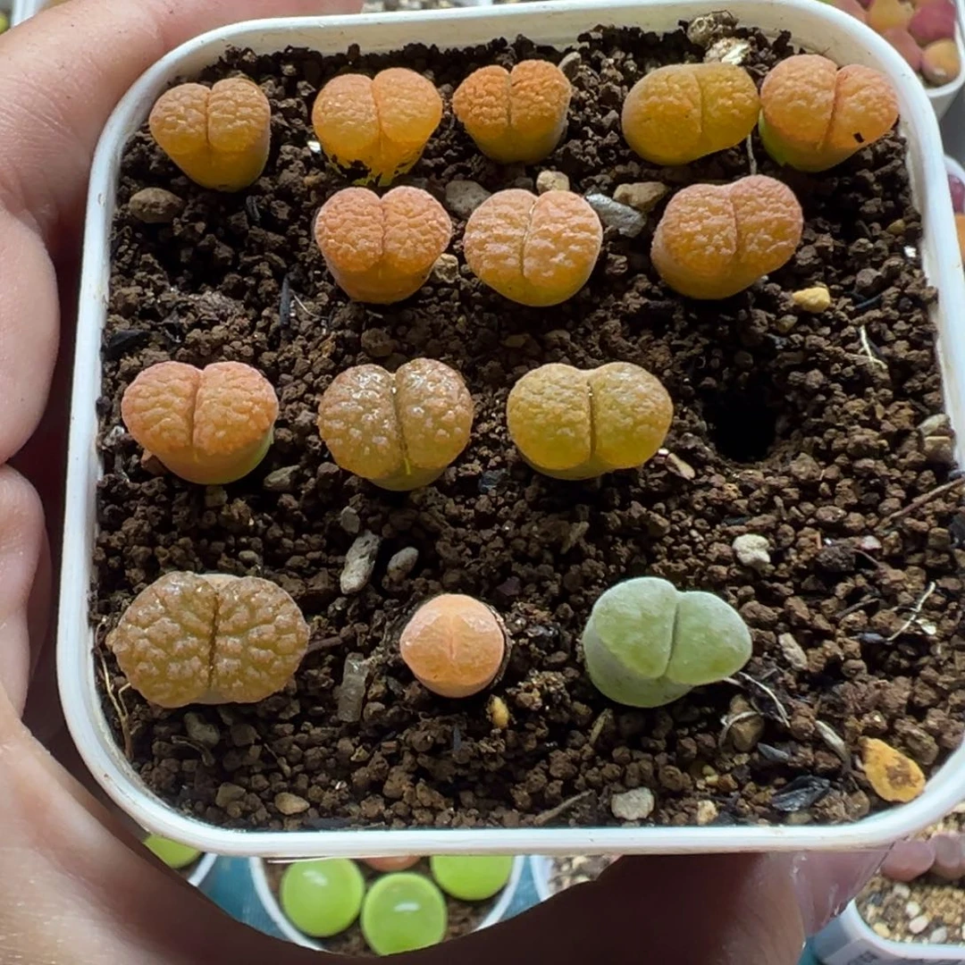 141蛋糕风铃裸根发货