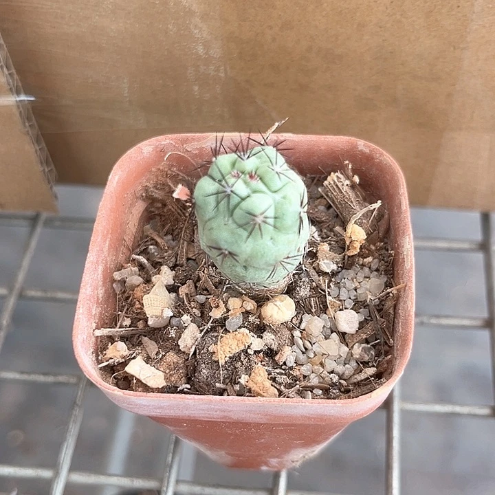 我也不知道我为什么要这样