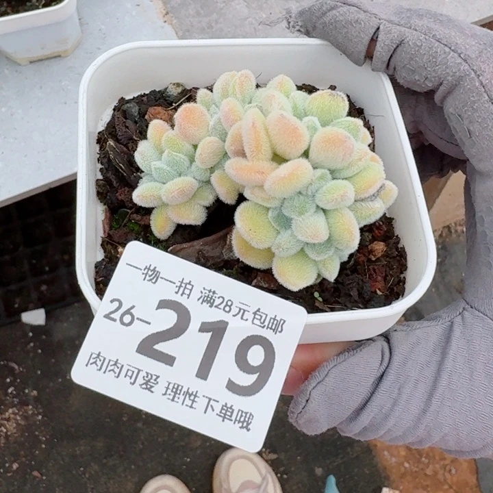 雪晃星缀化无盆土发货多肉
