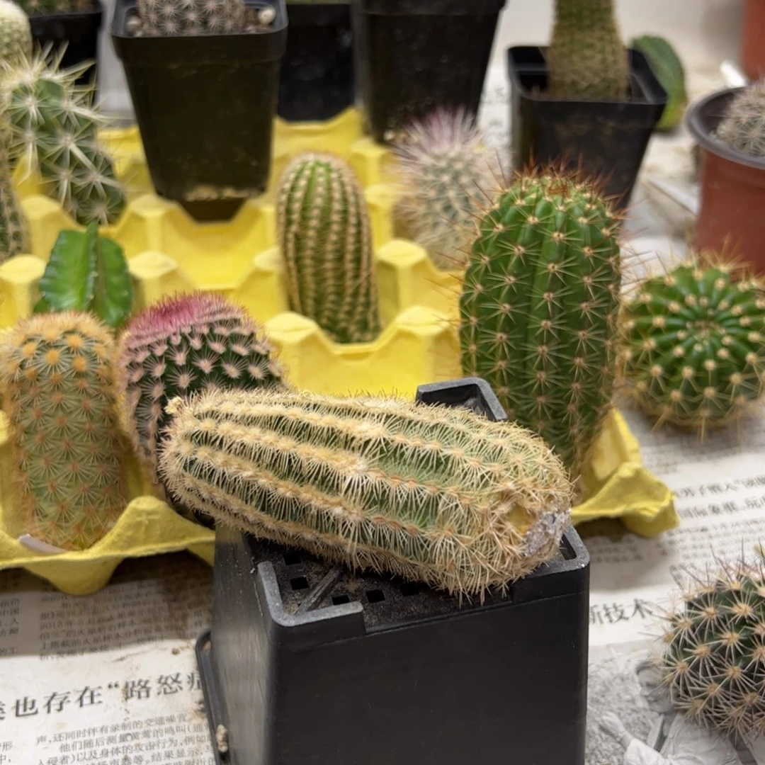 美丽虾无根侧芽15元