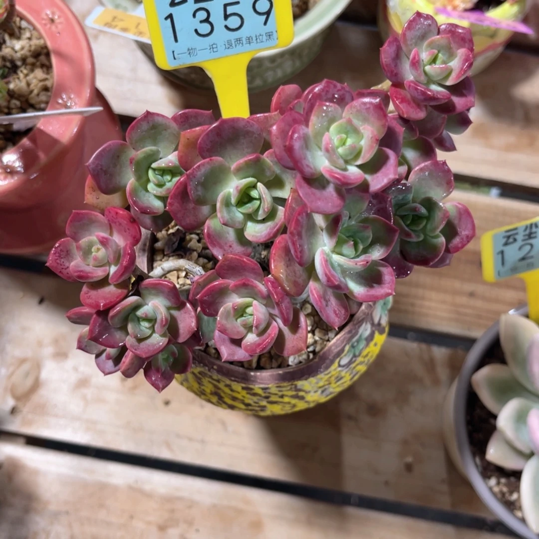 杨***的云尘多肉一物一拍1359不含盆，