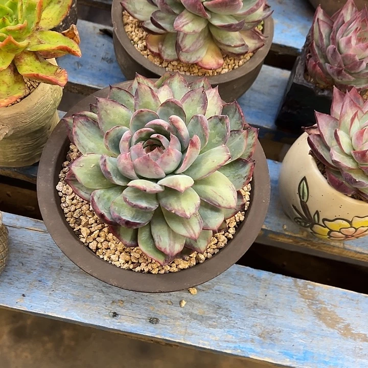 惊鸿裸根发货。