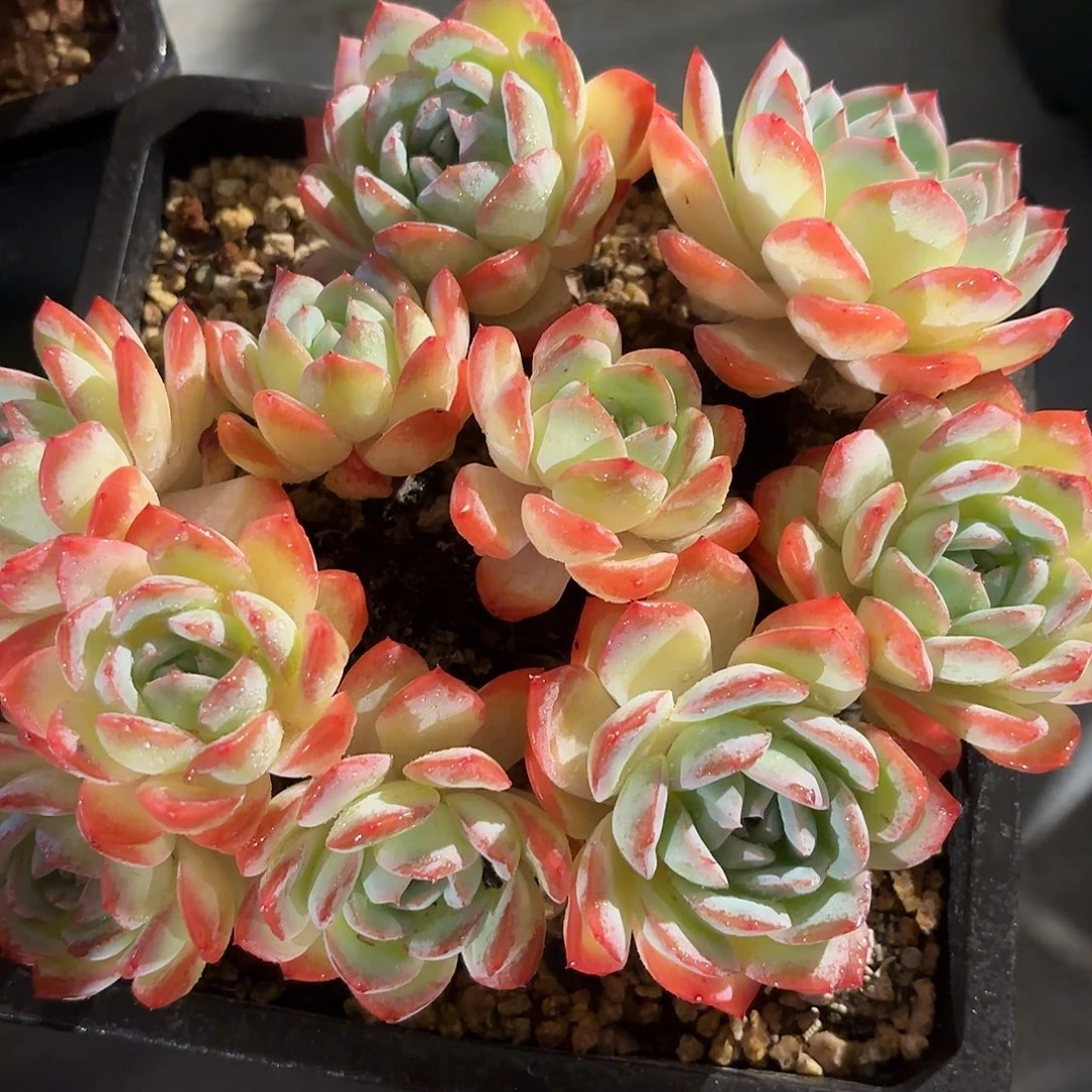 多肉植物啦啦啦啦啦