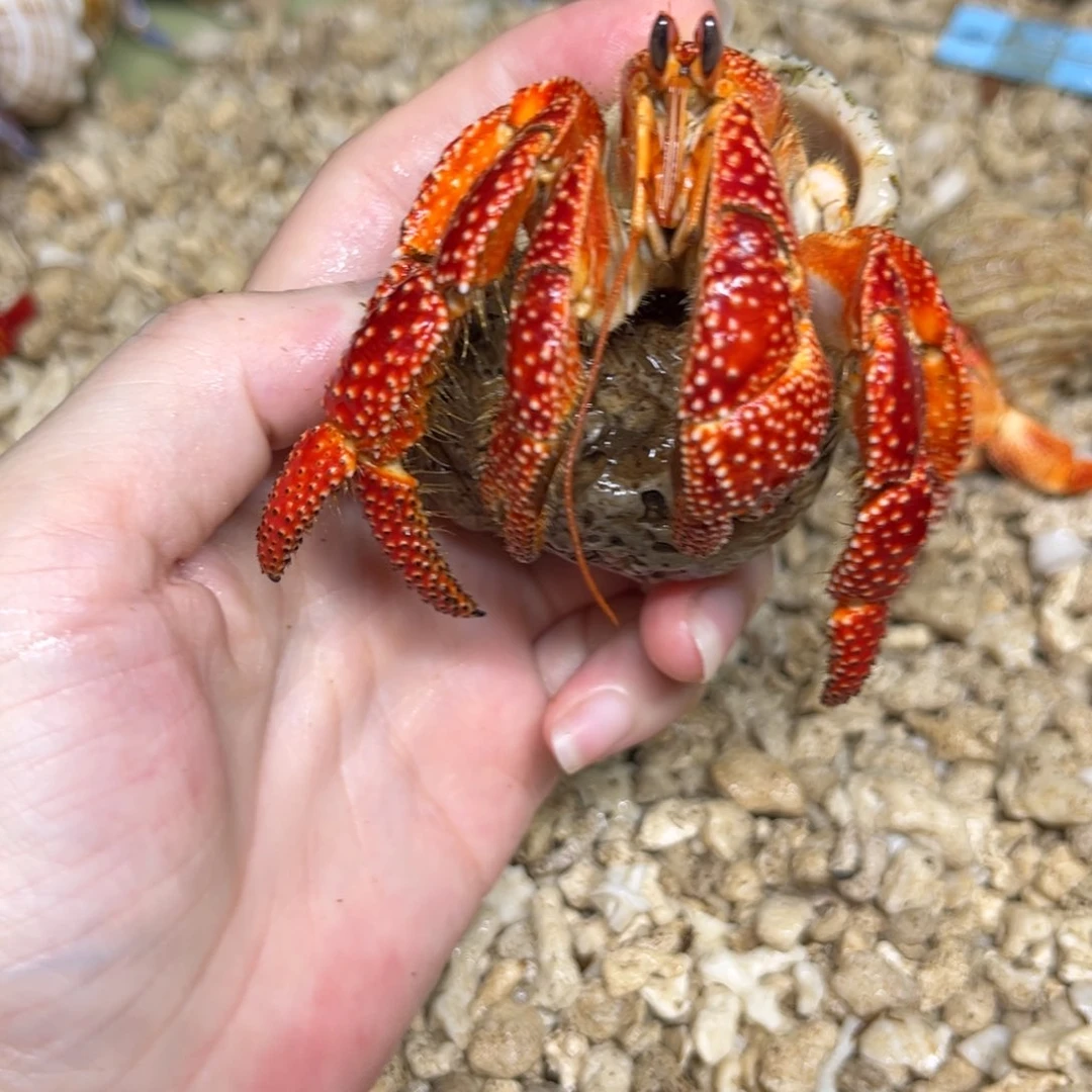 F专拍超大斐济红草莓