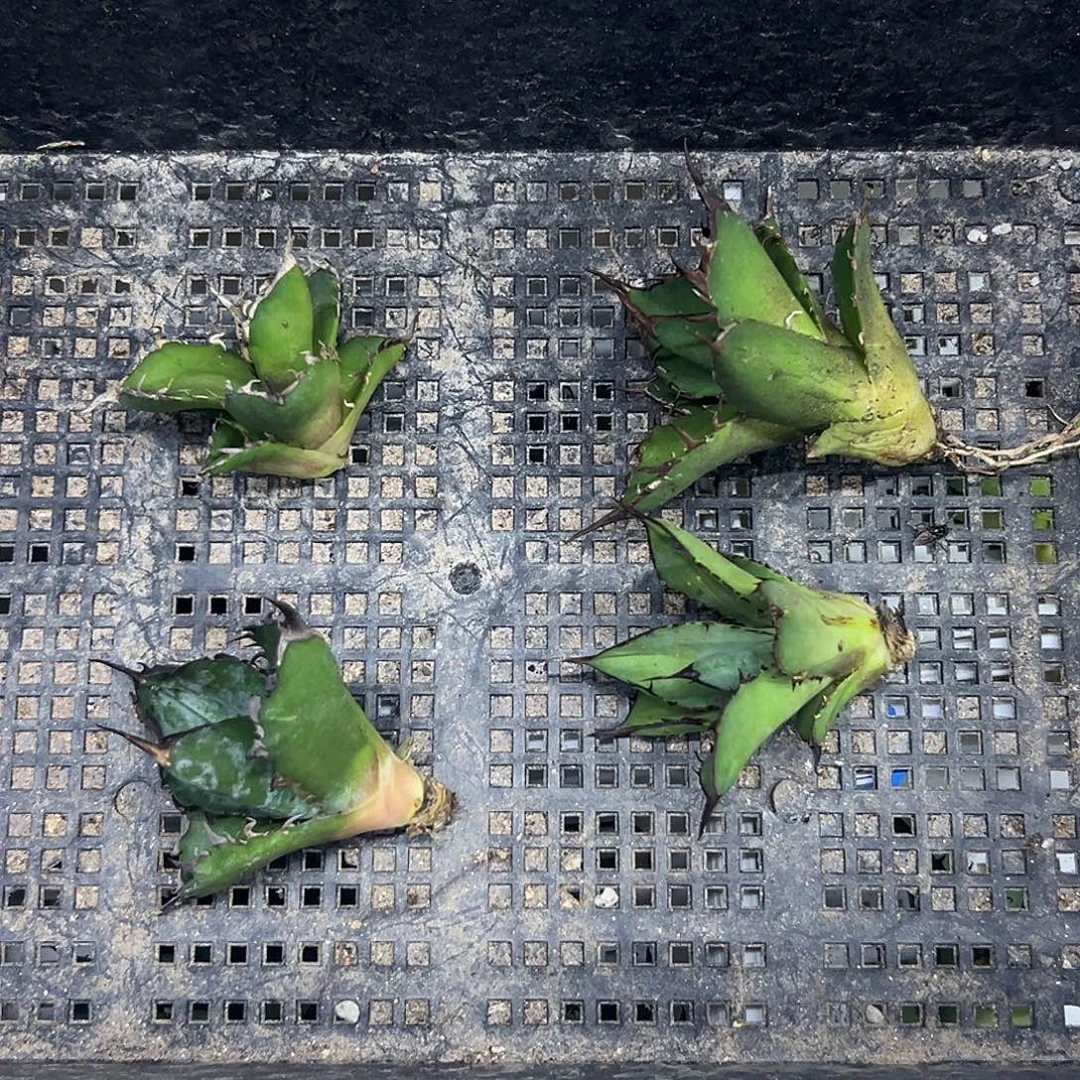 古***羊龙舌兰侧芽套餐一物一拍