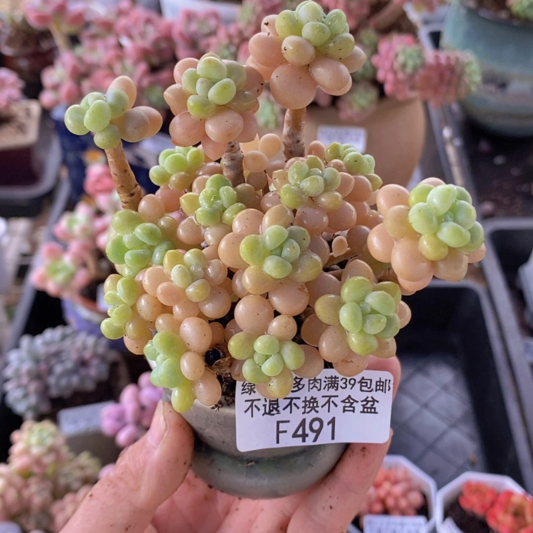 花朵鱼子酱老桩有砍7cm491多肉植物