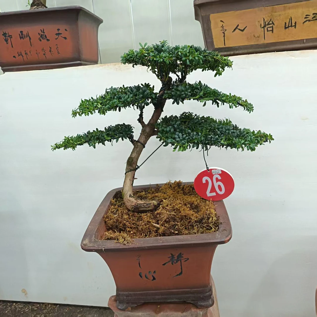 精品罗汉松盆景，高端大气上档次，室内摆放