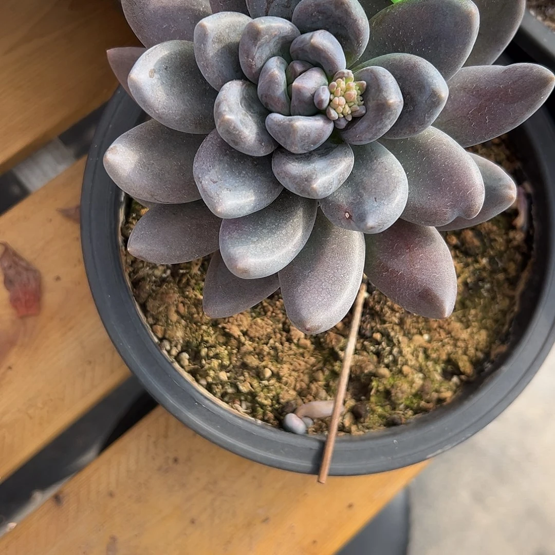 44黑美人 多肉。