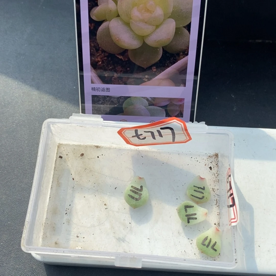 甜心717叶片一个