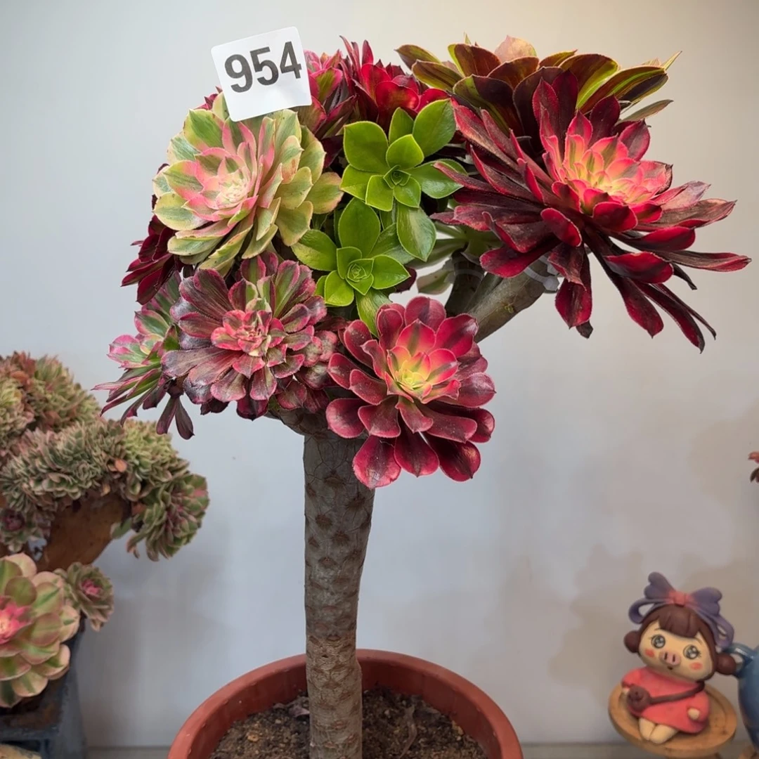 多肉植物法师嫁接954