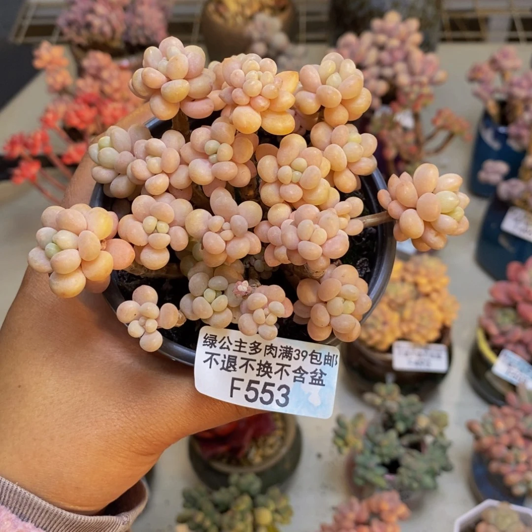 553鱼子酱多肉8c m