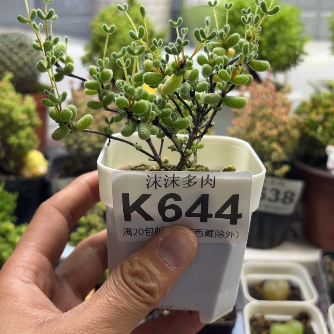 644荧光兔锦枝干番杏