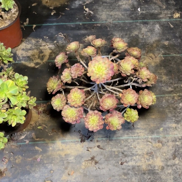 52红铜壶中多肉多肉