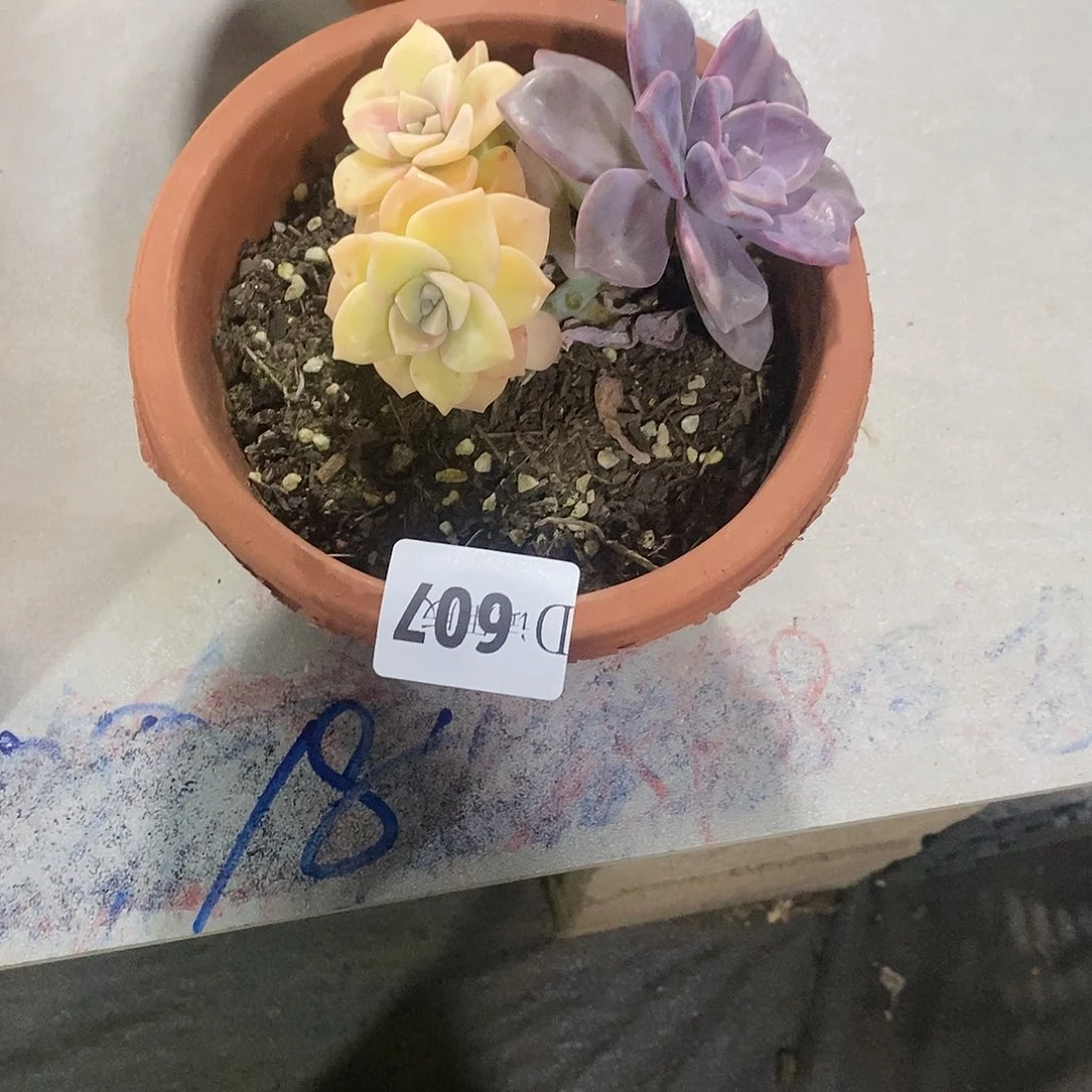 ?**?607紫乐锦多肉植物