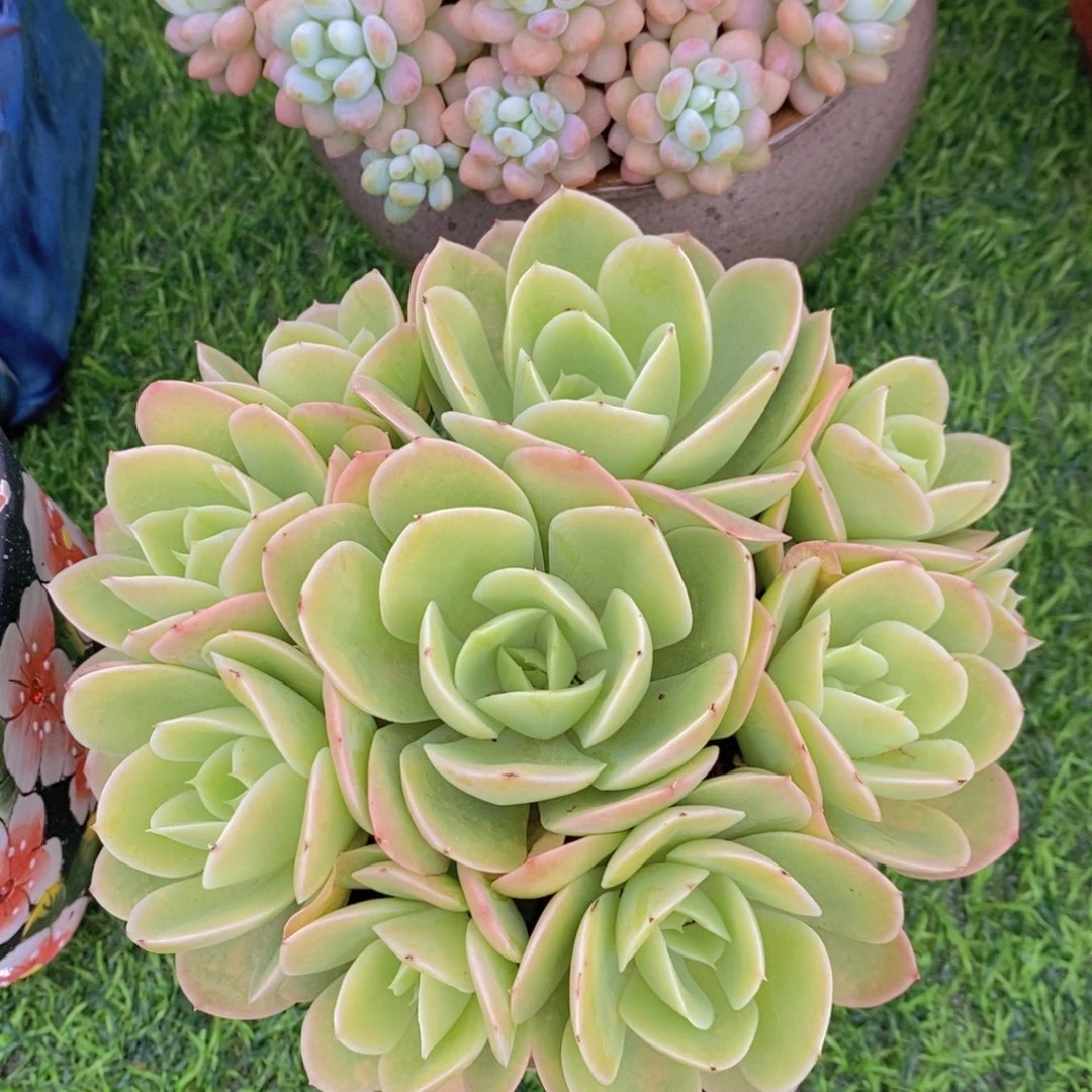 星娜塔 有砍 一物一拍