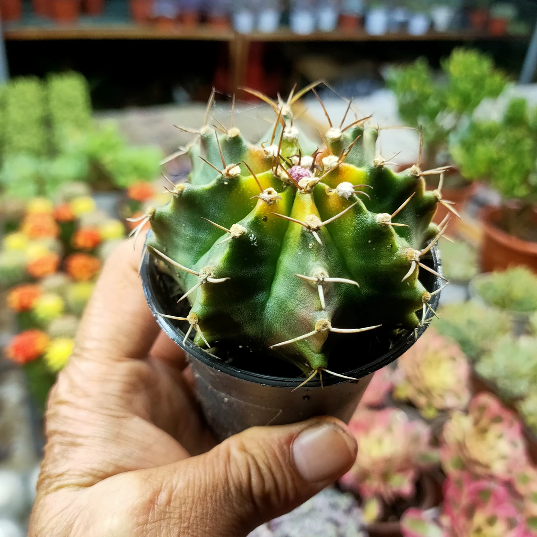 紫牡丹 仙人球满20包邮多肉植物8厘米脱土发货 湖南长沙星昊多肉