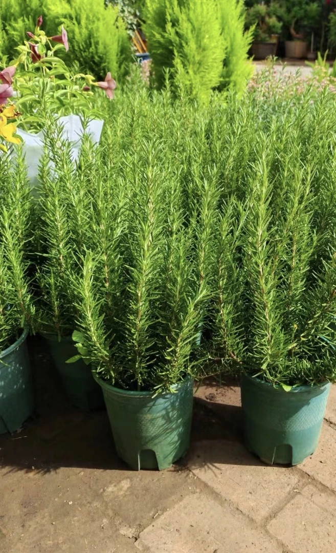 迷迭香四季常绿盆栽，可驱蚊好养活绿植