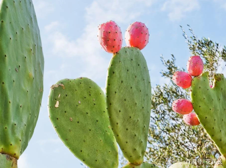 米邦塔仙人掌红果云钻、红果，黄果、老桩片，一物一拍盆景正宗绿植