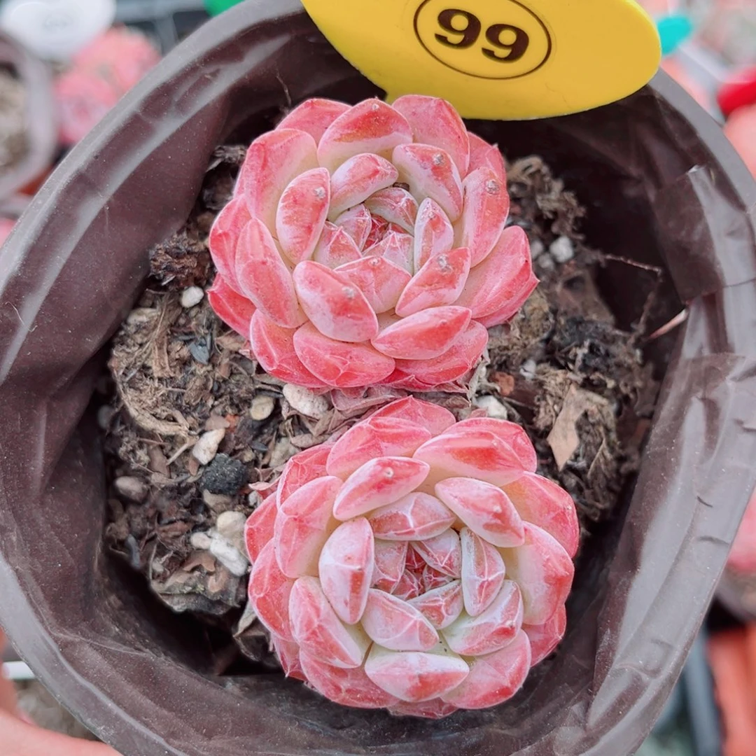 99号小老桩糖钻双头