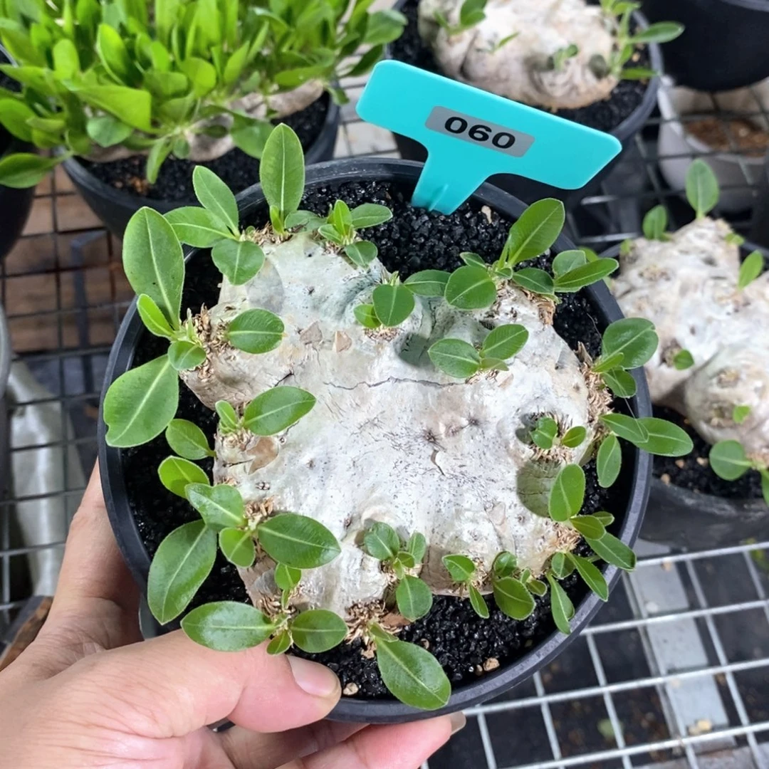 产地慧比须笑一个