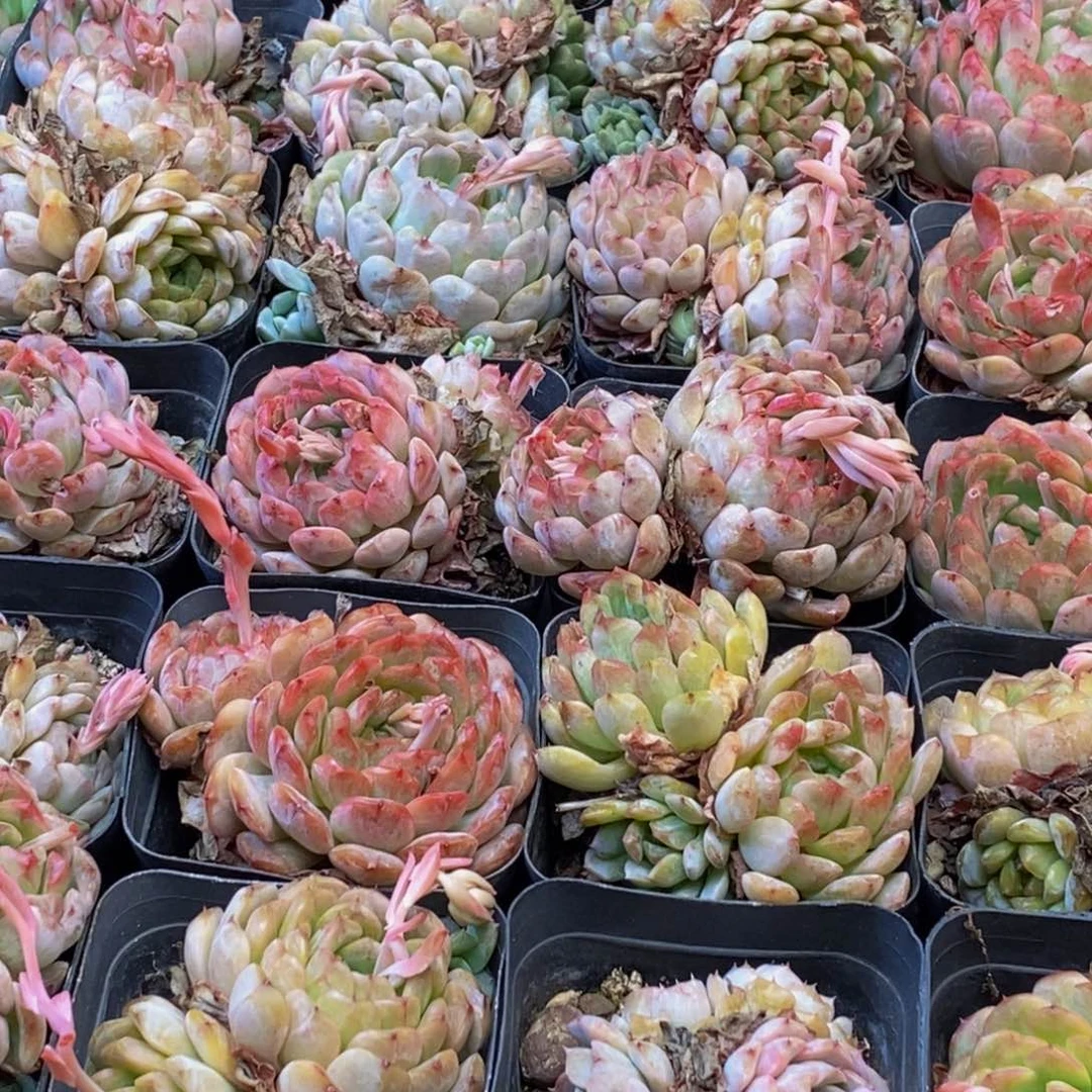 441多肉植物百科名片作译者