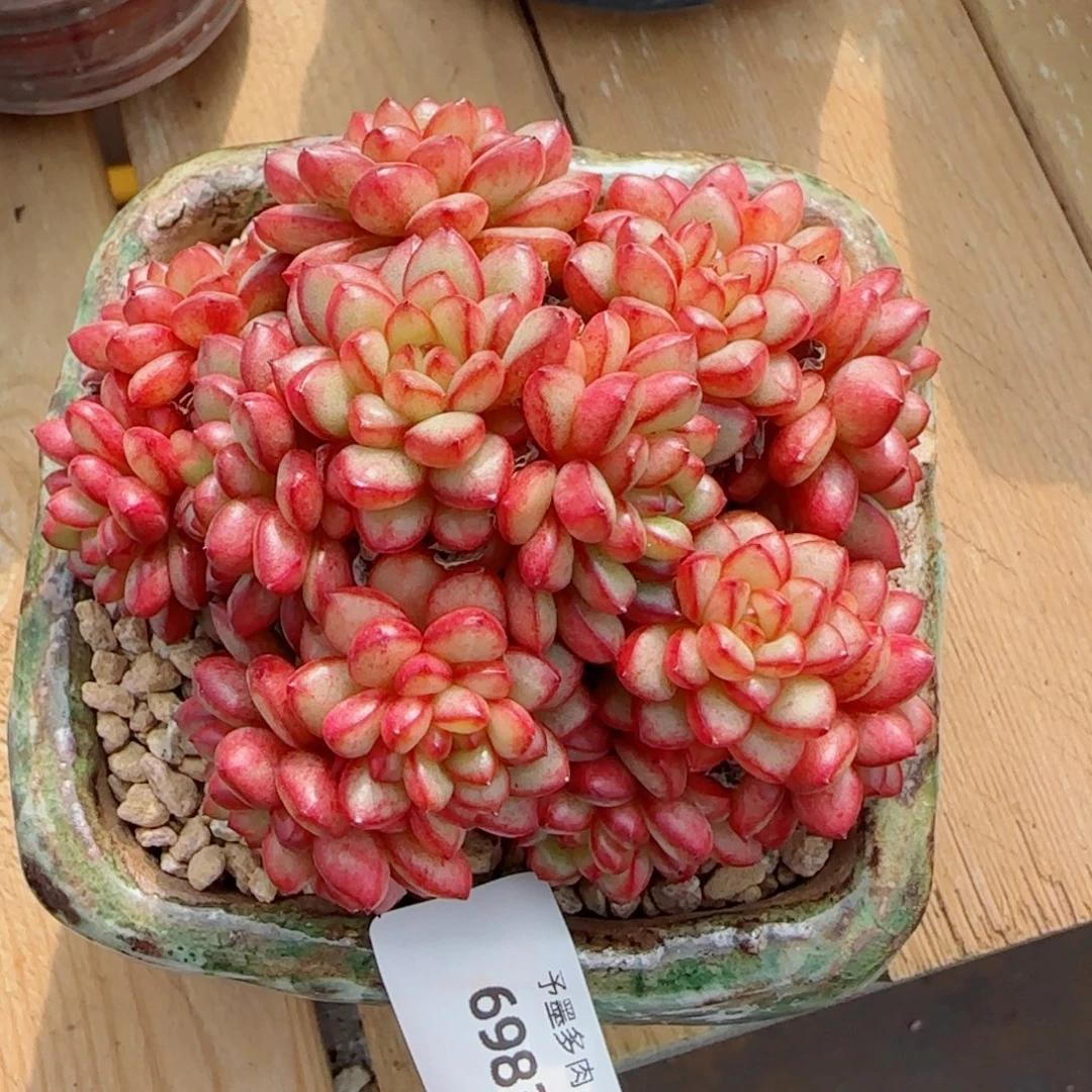 亚当，6983多肉植物