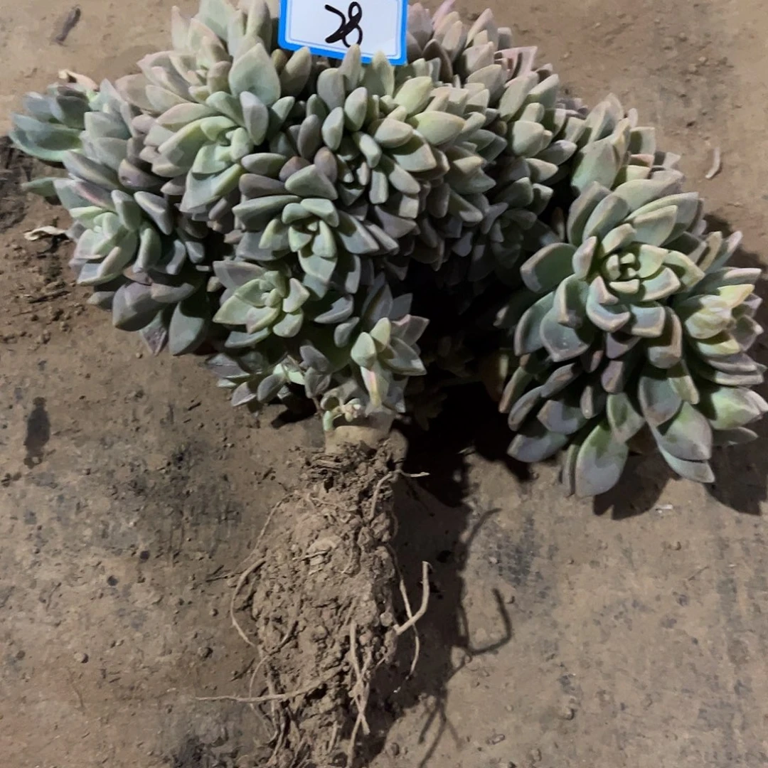 旺***当28号淡雪缀化一物一拍