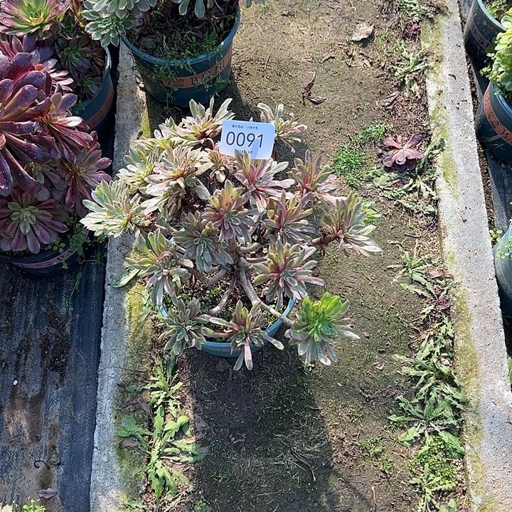 梨***c0091粉黛多肉植物