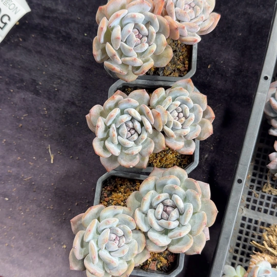 星影双头粗腿量拍