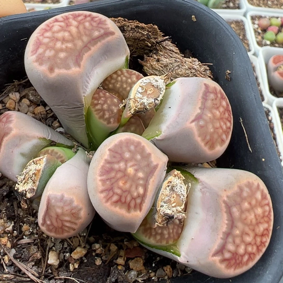 1.17好看的多肉310