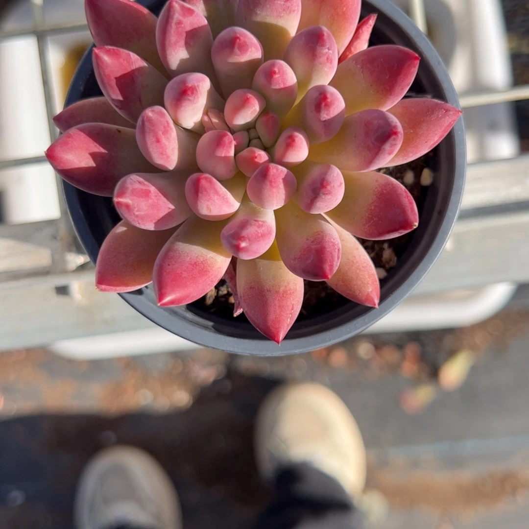 *****虞美人单头多肉植物精品