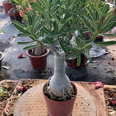 【闪购商品】无花朵妙****