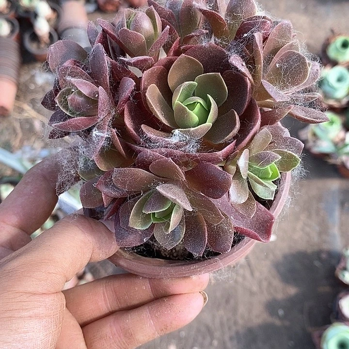 无花朵涅**生色戒玫瑰1颗