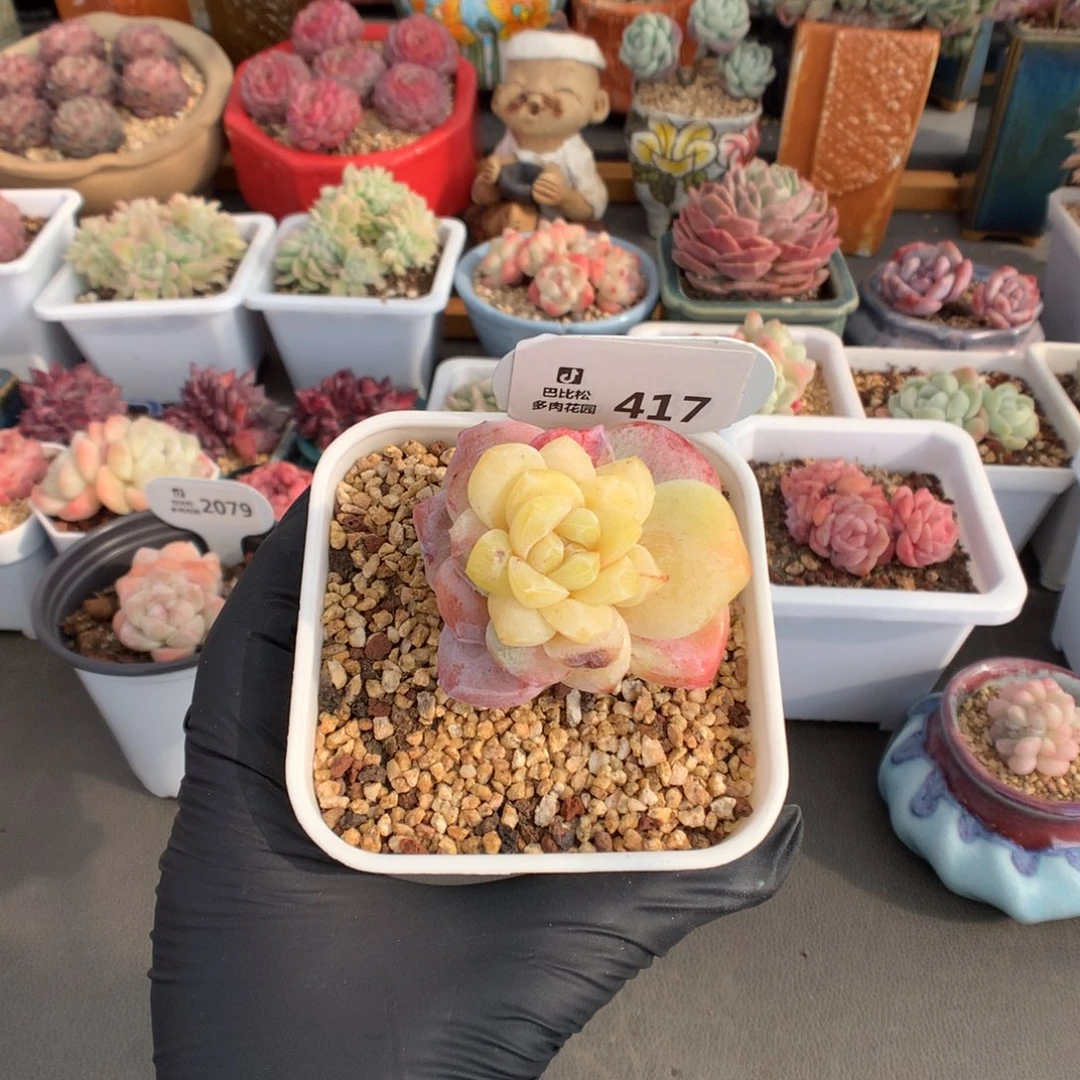 依****豆417 冰玉石化多肉