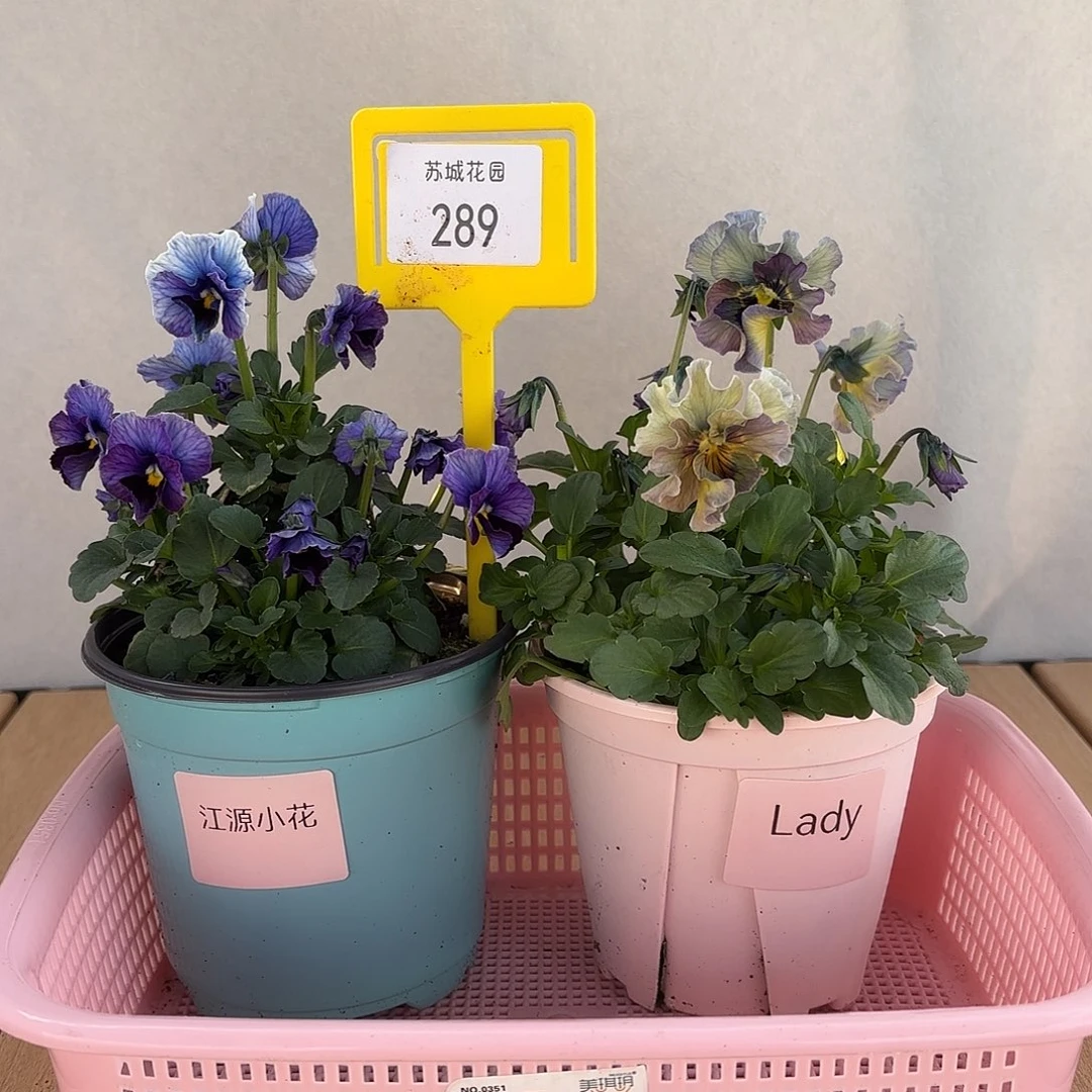 大部分开放少量花苞289