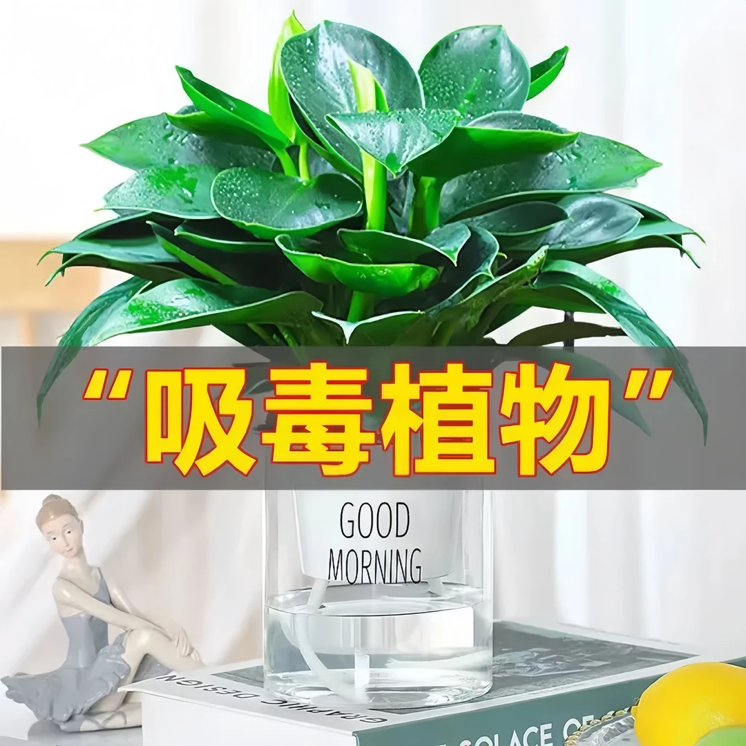金钻绿公主水培绿植物净化空气特价办公室内桌面土培四季常青水养