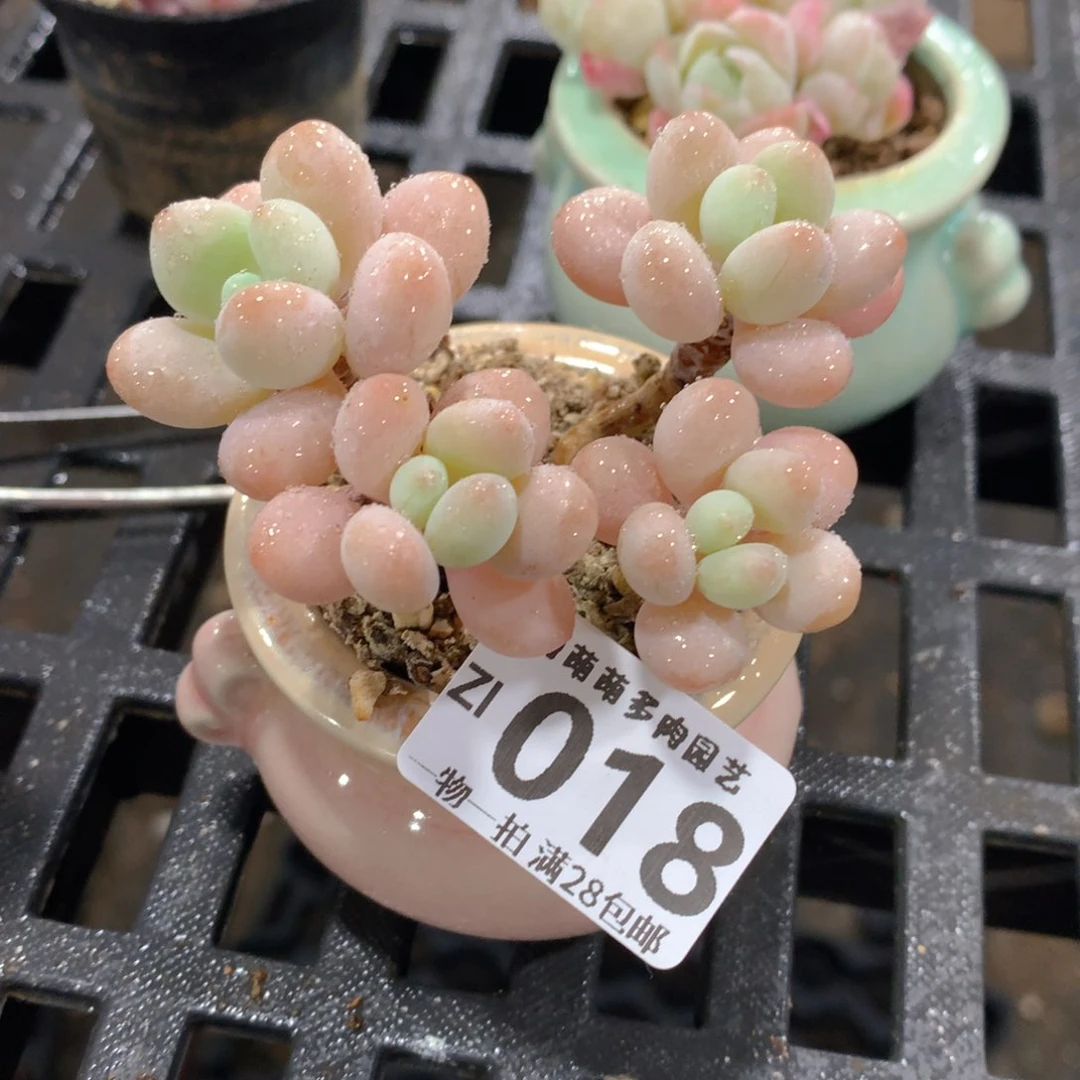 肉萌萌拇指盆精控多肉ZI018