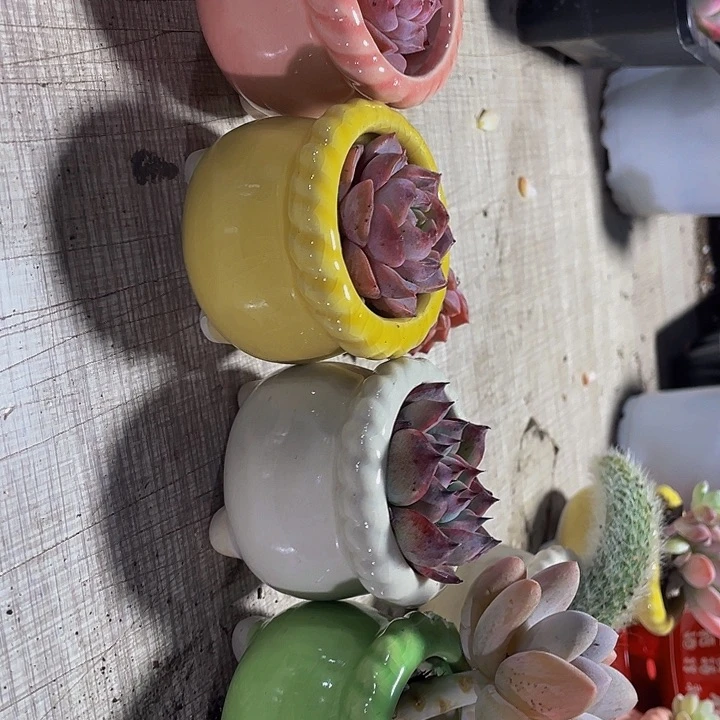 4个颜色陶瓷盆4个一组