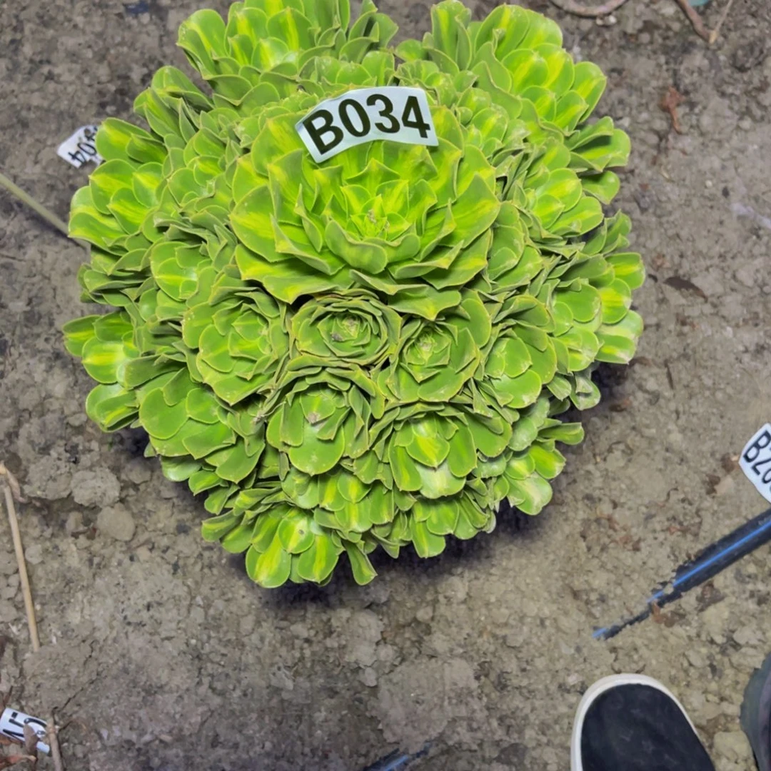 二代翡翠16-//////35包邮