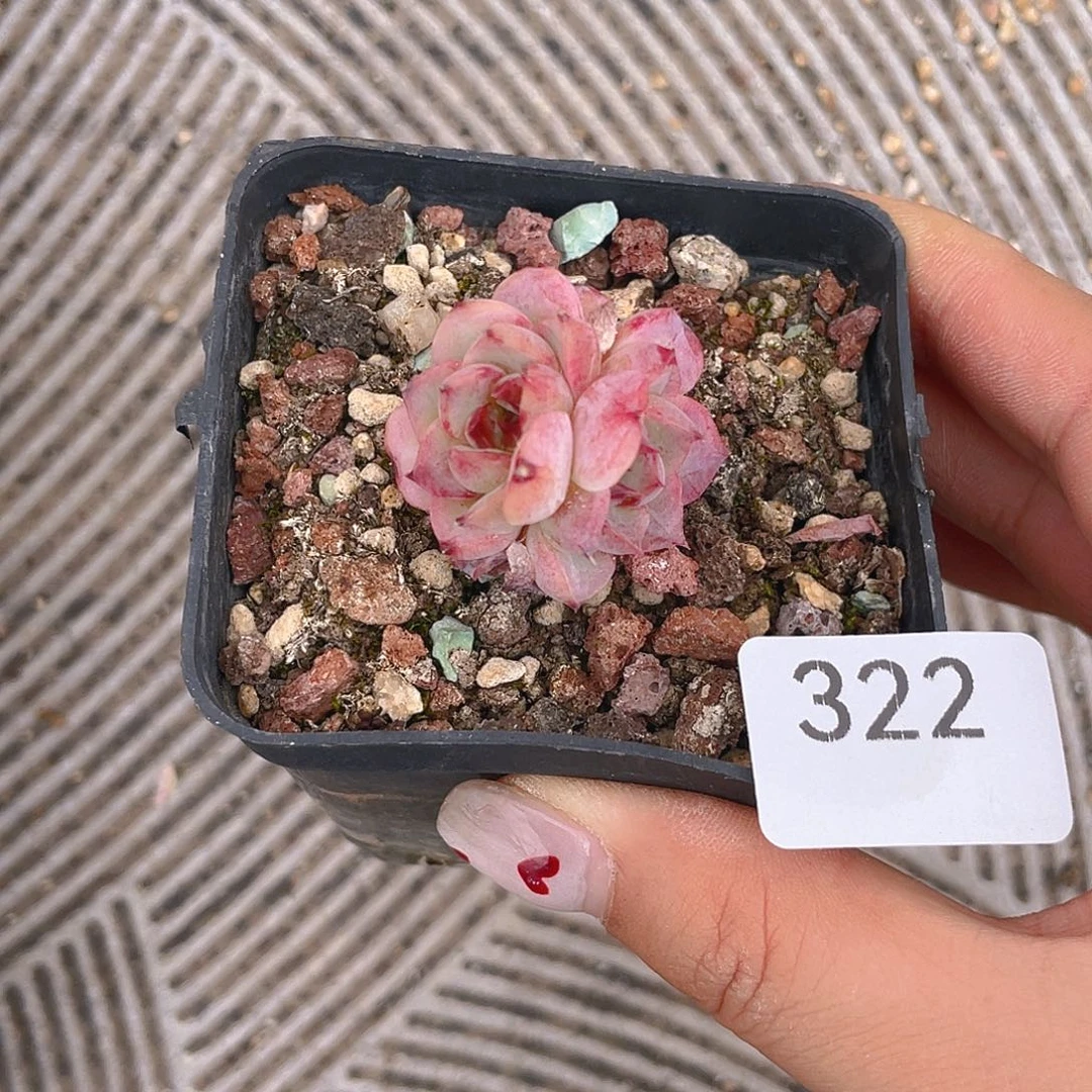 322。 紫石榴。