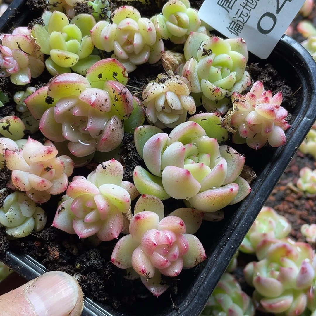 2s+珍妮混一物一拍042