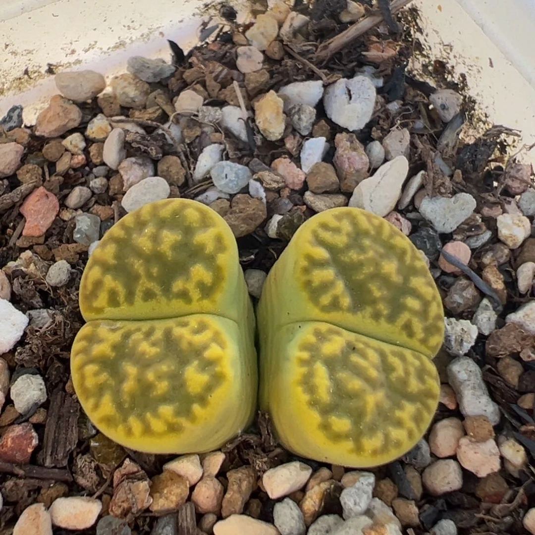 187多肉植物百科知识