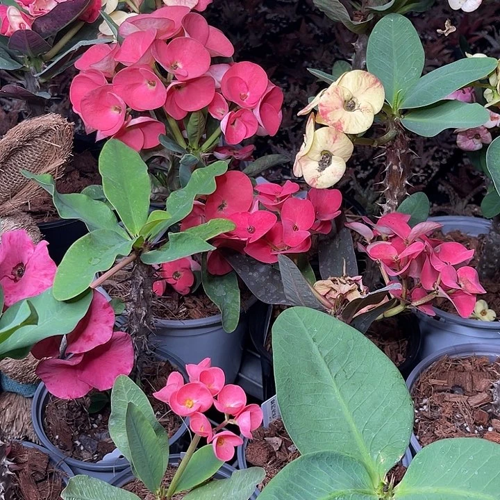 石***班虎刺梅-翡翠玉佛+国色天香180+金辉+随机