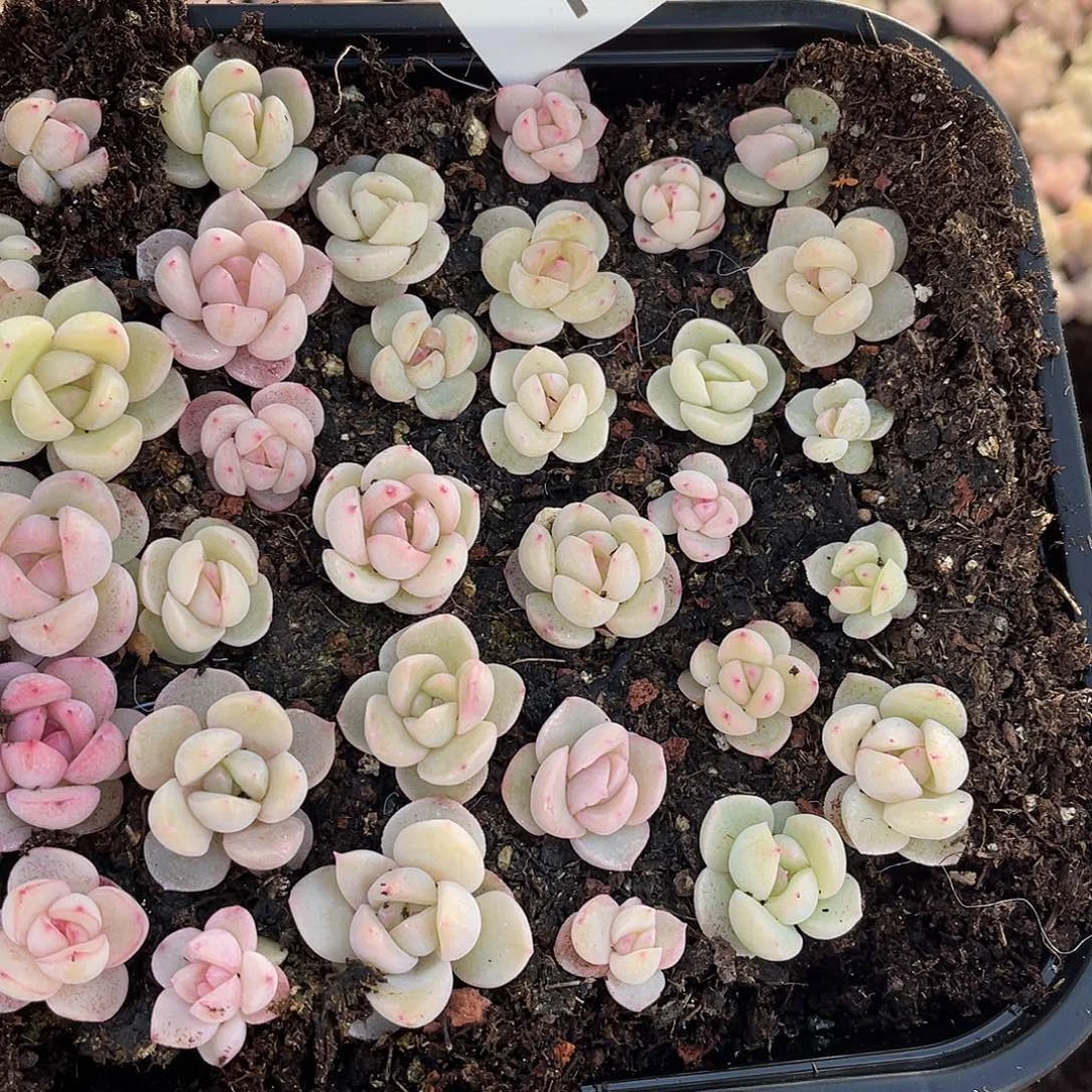 优选珍妮混一物一拍131