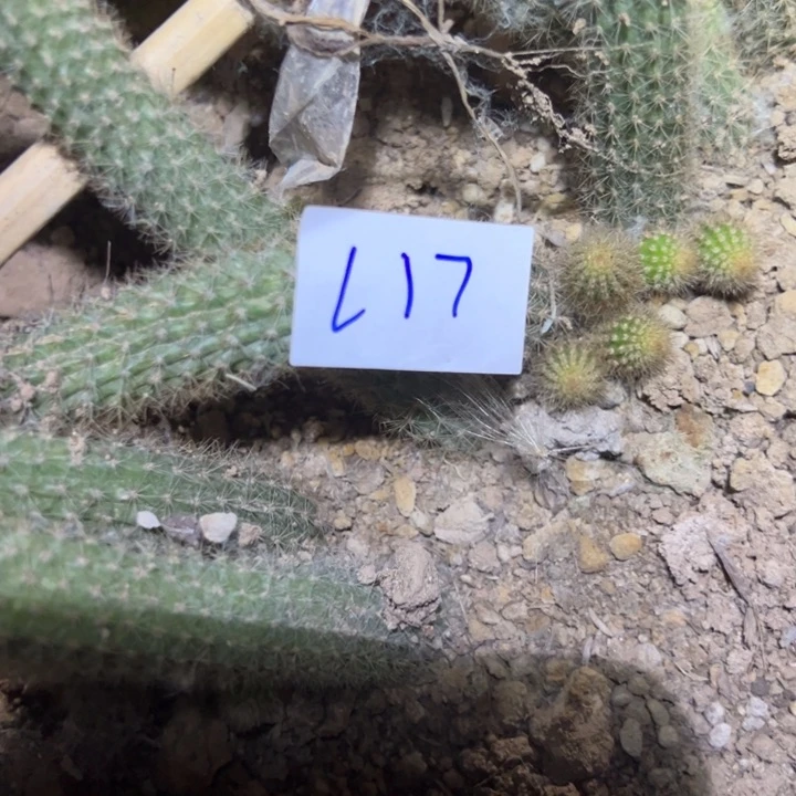 用****9L17一根金妞克莱因15