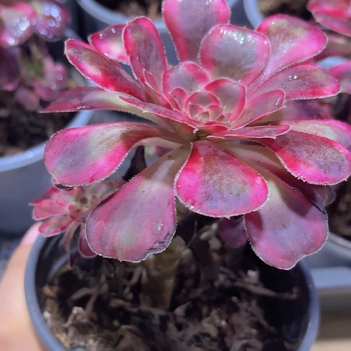 法师多肉植物法师