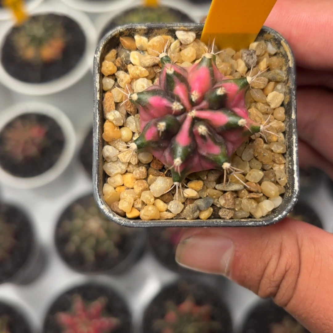 109-1123泰国发货多肉