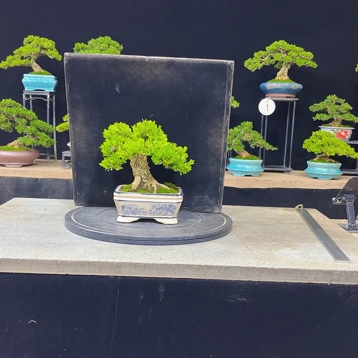 无花朵黄杨盆景四季常绿不落叶